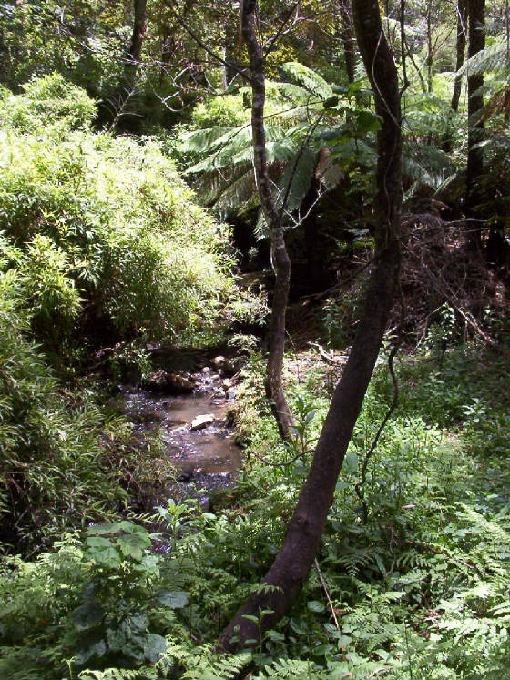 Monbulk Creek Bambusa.jpg